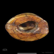 เสือ ลพ.ปาน วัดบางเหี้ย