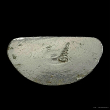 龙婆银 2515 หลวงพ่อเงิน วัดท้ายน้ำ หน้ายักษ์ก้นอุ