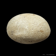 ลูกอมลพ.คง วัดบางกระพ้อม