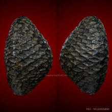 เบี้ยแก้ไข่ทอง หลวงปู่รอด วัดนายโรง