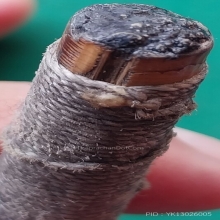 หวายอาคมอุดชันโรง ยาวประมาณ 2.5 นิ้ว