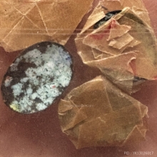 ล้อกเก็ตเล็ก หลวงปู่เพิ่ม วัดกลางบางแก้ว ปี18