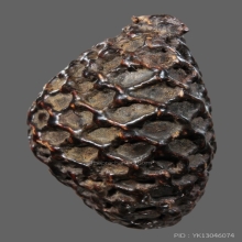 เบี้ยแก้หลวงปู่รอด วัดนายโรง