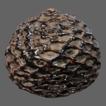 เบี้ยแก้หลวงปู่รอด วัดนายโรง