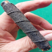 ตะกรุดไม้รวก ยาวเกือบ 3 นิ้ว