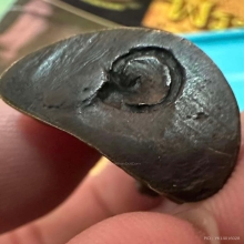 รูปหล่อหลวงพ่อซวง วัดชีปะขาว รุ่นตาผล