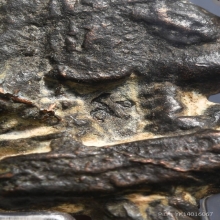 ท้าวเวสสุวรรณ หลวงปู่หมุน พิธีจักพรรดิราช ปี2545 มีช่อ2