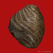 เบี้ยแก้หลวงปู่รอดวัดนายโรง