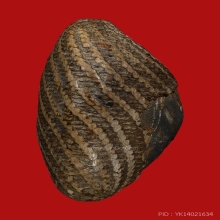 เบี้ยแก้หลวงปู่รอดวัดนายโรง