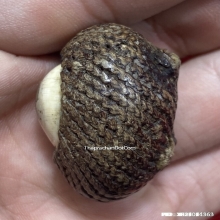 1ในสุดยอดเบญจภาคีเบี้ยแก้ เบี้ยแก้หลวงพ่อภักตร์ วัดโบสถ์