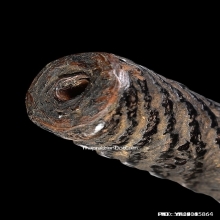 ตะกรุดหลวงพ่อเงิน วัดบางคลาน จ.พิจิตร