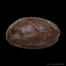 ลูกไม้กัลยาหลวงพ่อพริ้งวัดแจ้งเกาะสมุย