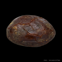 ลูกไม้กัลยาหลวงพ่อพริ้งวัดแจ้งเกาะสมุย