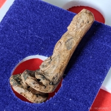 ไม้โพธิ์แกะ หลวงปู่รอด วัดโคนอน