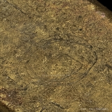 พระหลวงปู่ศุข วัดปากคลองมะขามเฒ่า พิมพ์ตัดชิดกลางสภาพสวยเดิม