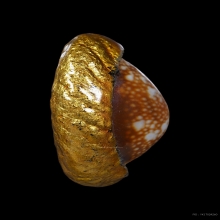 เบี้ยแก้จักรพรรดิ์ หลวงปู่หมุน วัดบ้านจาน ปี 2545 