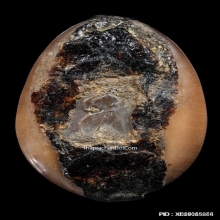 เบี้ยแก้ หลวงพ่อคำ วัดโพธิ์ปล้ำ อำเภอวิเศษชัยชาญ