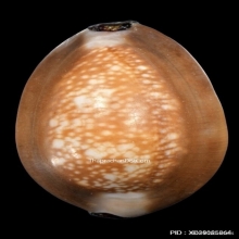 เบี้ยแก้ หลวงพ่อคำ วัดโพธิ์ปล้ำ อำเภอวิเศษชัยชาญ