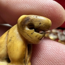 เสือหลวงพ่อปาน วัดคลองด่าน เนื้อเขี้ยว