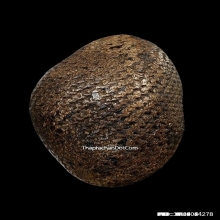 เบี้ยแก้ หลวงปู่รอด วัดนายโรง