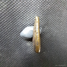 เหรียญหล่อ หลวงพ่อขัน วัดนกกระจาบ