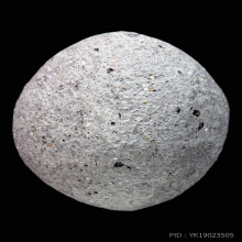 ลูกอมหลวงปู่พริ้งวัดบางปะกอก ทรงลูกรักขนาดใหญ่บี้