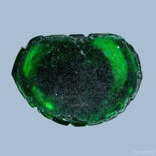 พระแก้วหลวงพ่อเจียง วัดเจริญสุขาราม รุ่น3 ปี2500