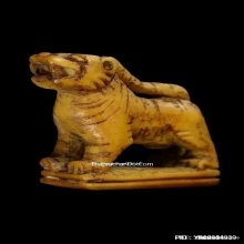 เสือหลวงปู่ยิ้ม วัดหนองบัว จ.กาญจนบุรี