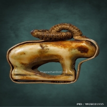 เสือหลวงพ่อปาน วัดคลองด่าน ตัวจริง สุดหายาก