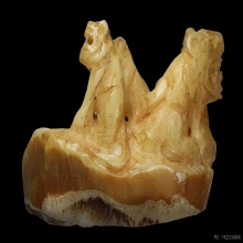 เสือสามตัวเขี้ยวแกะ หลวงพ่อเรือน วัดคลองด่าน