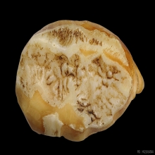 เสือสามตัวเขี้ยวแกะ หลวงพ่อเรือน วัดคลองด่าน