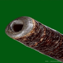 ตะกรุดโทนหลวงพ่อปานวัดคลองด่าน(เสือจักรพรรดิเครื่องราง)