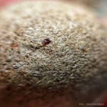 ลูกอมหลวงพ่อปาน