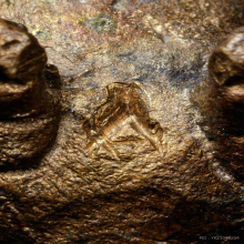 หมูหล่อมหาลาภรุ่นแรก หลวงพ่อสาคร วัดหนองกรับ ระยอง ปี2531