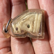 เสือหลวงพ่อเรือน วัดบางเหี้ย เนื้อกระดูกแกะ