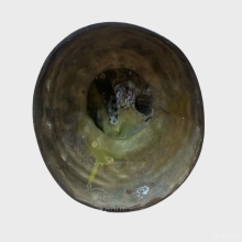 พระบูชา พระพุทธอภัยมงคลสมังคี ปี25