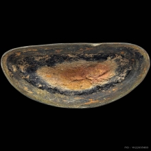 พระพุทธรูปศิลปะเชียงแสน