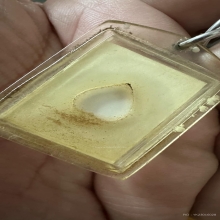 หลวงปู่ตื้อ อจลธมฺโม วัดอรัญญวิเวก อ.ศรีสงคราม จ.นครพนม