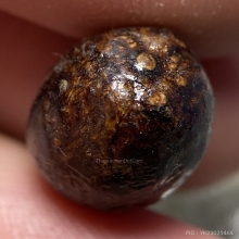 หมากเปลือย ลงรักเก่า