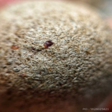 ลูกอมหลวงพ่อปาน วัดบางนมโค