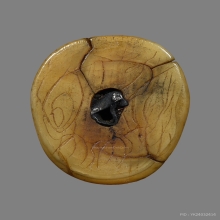 เสือหลวงพ่อปาน วัดคลองด่าน