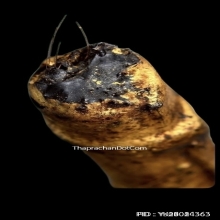 ตะกรุดหนังหน้าผากเสือ หลวงพ่อจง วัดหน้าต่างนอก