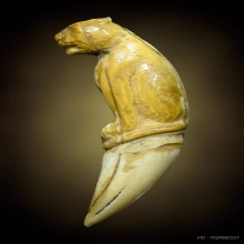 เขี้ยวเสื้อแกะเสือเกจิโบราณ1