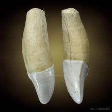 เขี้ยวเสือโคร่ง โตเต็มวัยเก่าขนาด3นิ้วครึ่ง