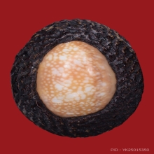 เบี้ยแก้หลวงพ่อภักดิ์ วัดโบสถ์