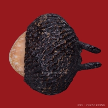 เบี้ยแก้หลวงพ่อภักดิ์ วัดโบสถ์