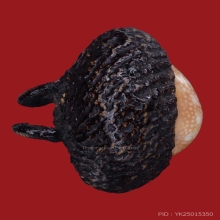 เบี้ยแก้หลวงพ่อภักดิ์ วัดโบสถ์