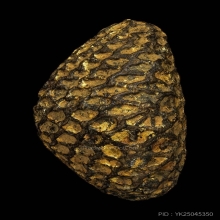 เบี้ยหลวงปู่รอด วัดนายโรง องค์ดารา