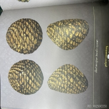 เบี้ยหลวงปู่รอด วัดนายโรง องค์ดารา