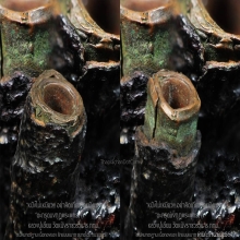 ”ตะกรุดมงกุฏพระพุทธเจ้า” หลวงปู่เอี่ยม วัดหนังฯ กทม.